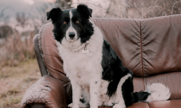 Couch Surfing has a Whole New Meaning Plus Sacramento Startup Happenings