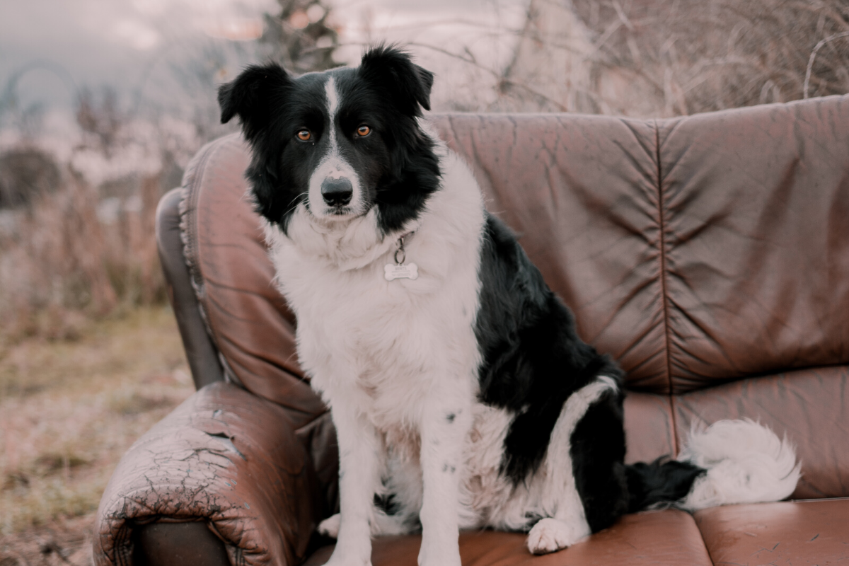 couch-surfing-has-a-whole-new-meaning-plus-sacramento-startup-happenings-startupsac