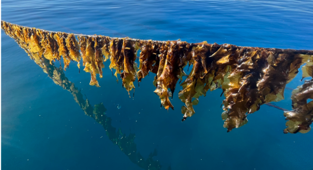 Macro Oceans harvesting seaweed.